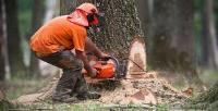 Tulsa Tree Service And Removal image 5